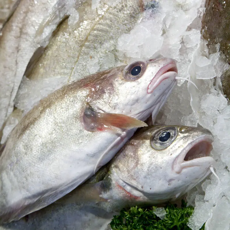 Fish from J&B Fisheries