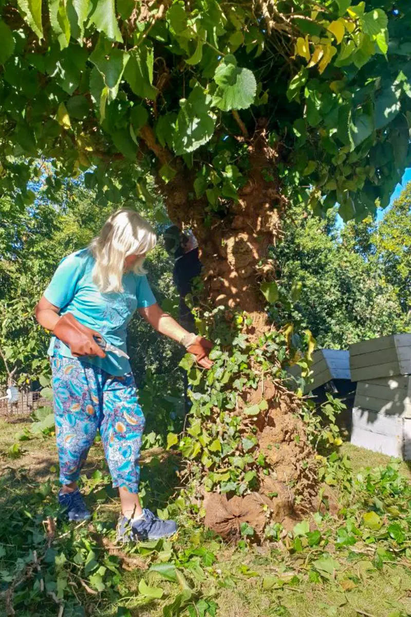 Lois trims some vine